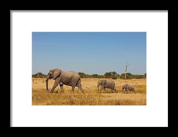 Africa Framed Print featuring the photograph Elephant family #2 by Johan Elzenga