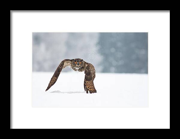 Nature Framed Print featuring the photograph Eurasian Eagle-owl #2 by Milan Zygmunt