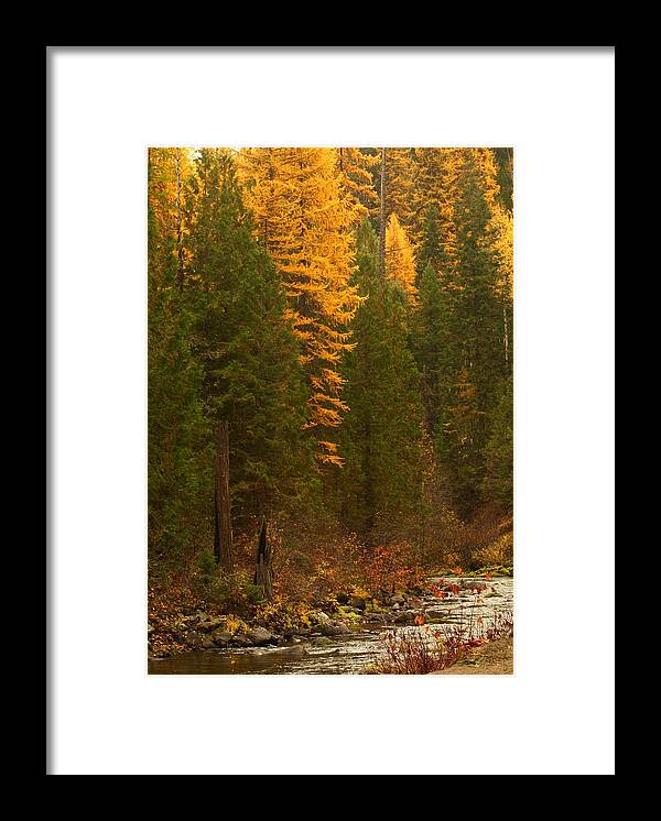 Northeastern Washington Framed Print featuring the photograph Fall at Sheep Creek #2 by Loni Collins