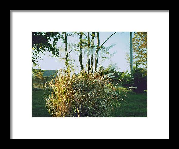 Plants Framed Print featuring the photograph Fall Colors #2 by Gary Wonning
