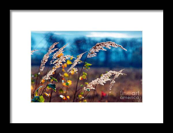 Fall Framed Print featuring the photograph Fall #2 by James Taylor