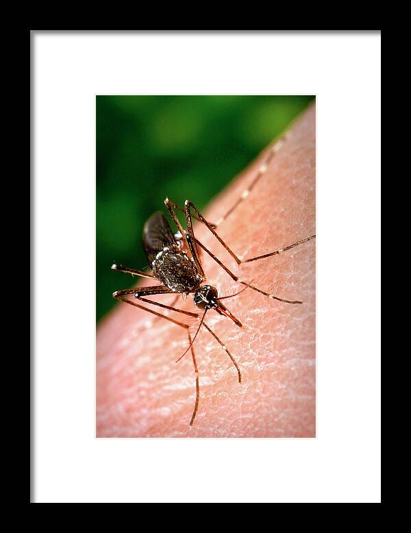 Aedes Aegypti Framed Print featuring the photograph Feeding Mosquito #2 by Cdc/science Photo Library