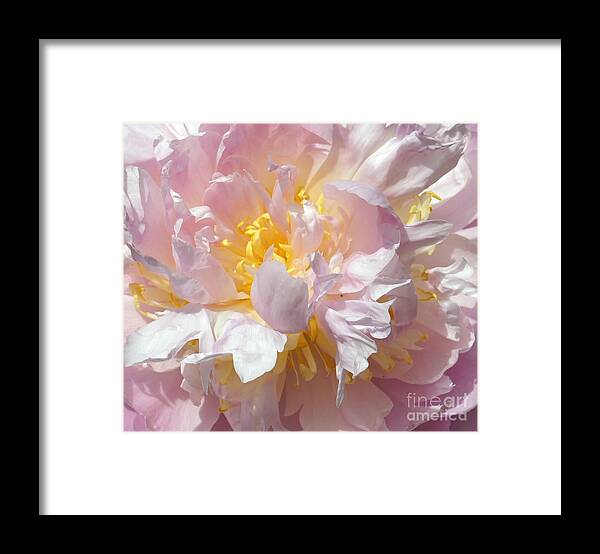 Pink Framed Print featuring the photograph Flirtatious Pink #2 by Lilliana Mendez