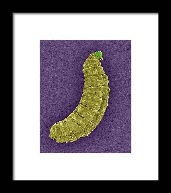 20111c Framed Print featuring the photograph Fly Larva #2 by Dennis Kunkel Microscopy/science Photo Library