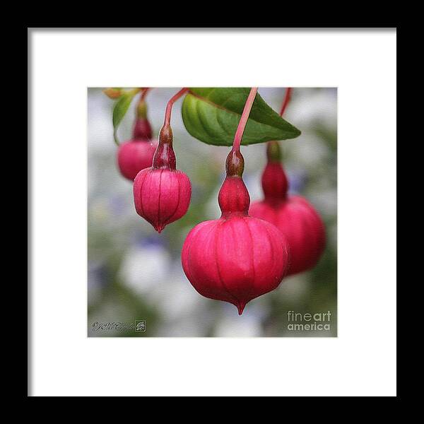 Mccombie Framed Print featuring the painting Fuchsia named Dark Eyes #2 by J McCombie