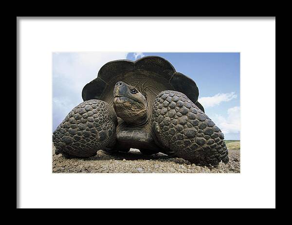 Feb0514 Framed Print featuring the photograph Galapagos Giant Tortoise On Alcedo #2 by Tui De Roy