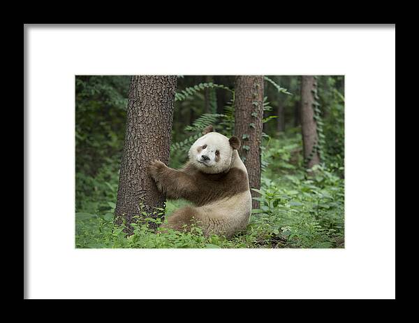 Katherine Feng Framed Print featuring the photograph Giant Panda Brown Morph China #2 by Katherine Feng