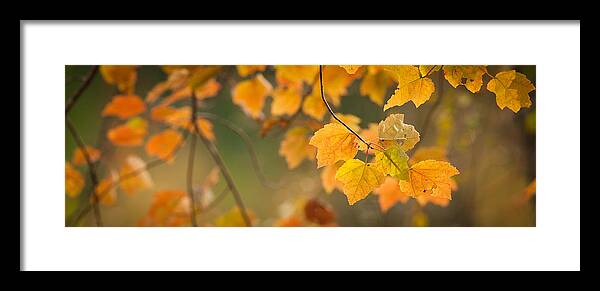 Autumn Framed Print featuring the photograph Golden Fall Leaves by Joye Ardyn Durham
