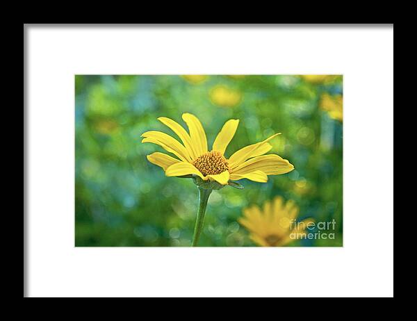 Yellow Framed Print featuring the photograph Goldie by Valerie Fuqua