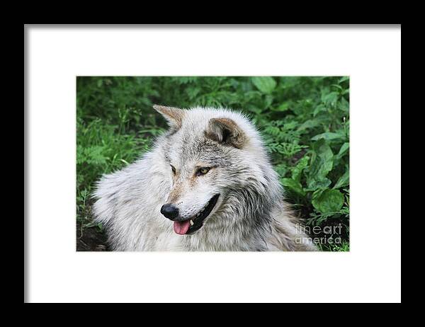 Animal Framed Print featuring the photograph Gray Wolf #2 by Alyce Taylor
