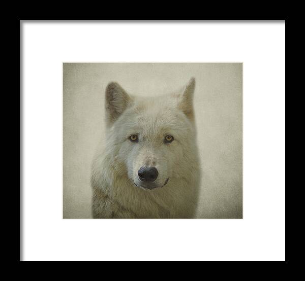 Gray Wolf Framed Print featuring the photograph Gray Wolf #2 by Sandy Keeton