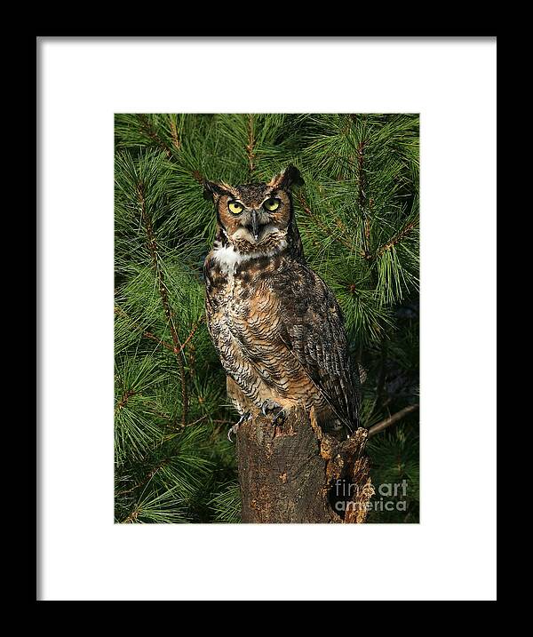 Owl Framed Print featuring the photograph Great Horned Owl #2 by Clare VanderVeen
