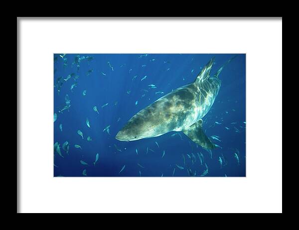 Carcharodon Carcharias Framed Print featuring the photograph Great White Shark #2 by Scubazoo/science Photo Library