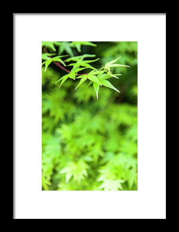 Outdoors Framed Print featuring the photograph Green Leaves #2 by Shan Shui