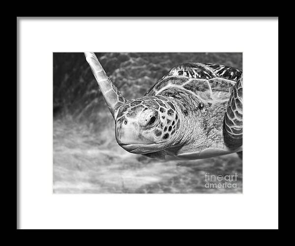 Green Sea Turtle Framed Print featuring the photograph Green sea turtle. #2 by Jamie Pham
