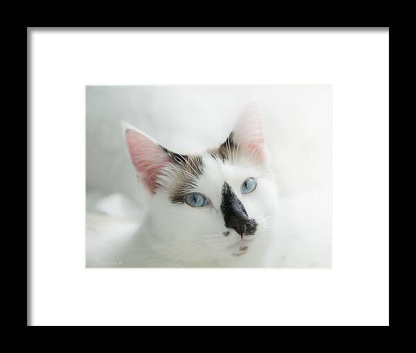 Domestic Cat Framed Print featuring the photograph Hamish by Theresa Tahara