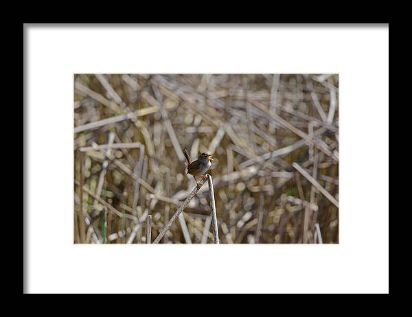 Bird Framed Print featuring the photograph Here I am - Marsh Wren #2 by Kathy King