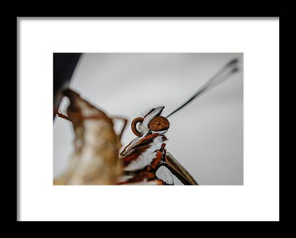 Monarch Butterfly Framed Print featuring the photograph Here's Looking At You #2 by TK Goforth