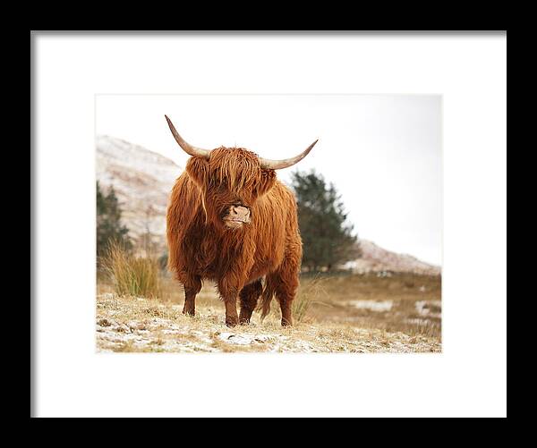 Highland Cattle Framed Print featuring the photograph Highland Cow by Grant Glendinning