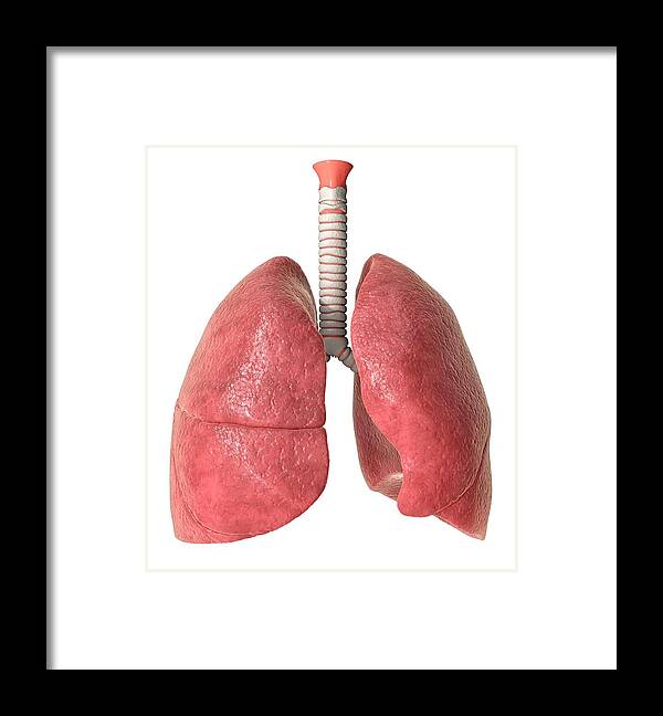 Human Lungs Framed Print by Animated Healthcare Ltd/science Photo Library -  Science Photo Gallery