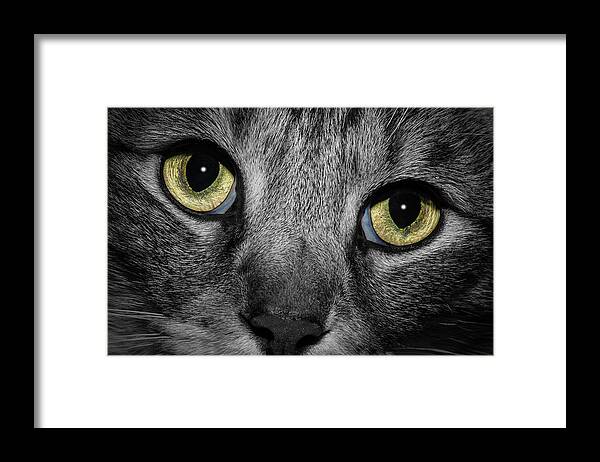 Close Up Framed Print featuring the photograph In a Cats Eye #2 by Doug Long