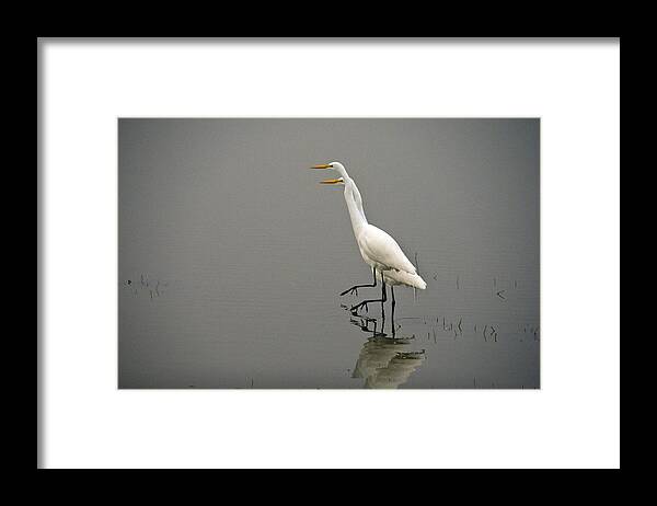 Heron Framed Print featuring the photograph In Step #2 by Larry Goss