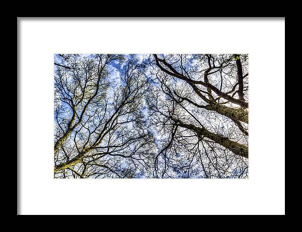 Forest Framed Print featuring the photograph Into The Trees #2 by David Pyatt