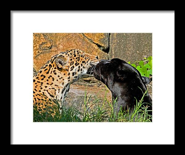 Jaguar Framed Print featuring the photograph Jaguars #2 by Millard H. Sharp