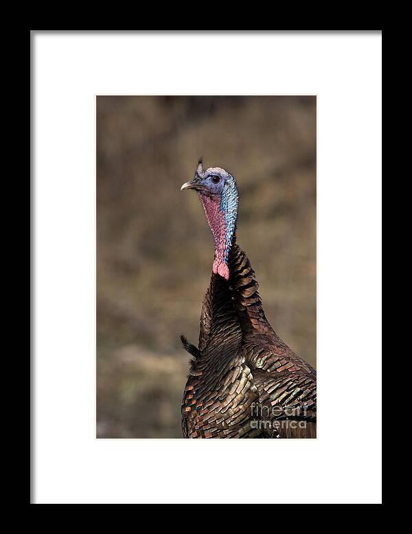 Eastern Wild Turkey Framed Print featuring the photograph Jake Eastern Wild Turkey #2 by Linda Freshwaters Arndt