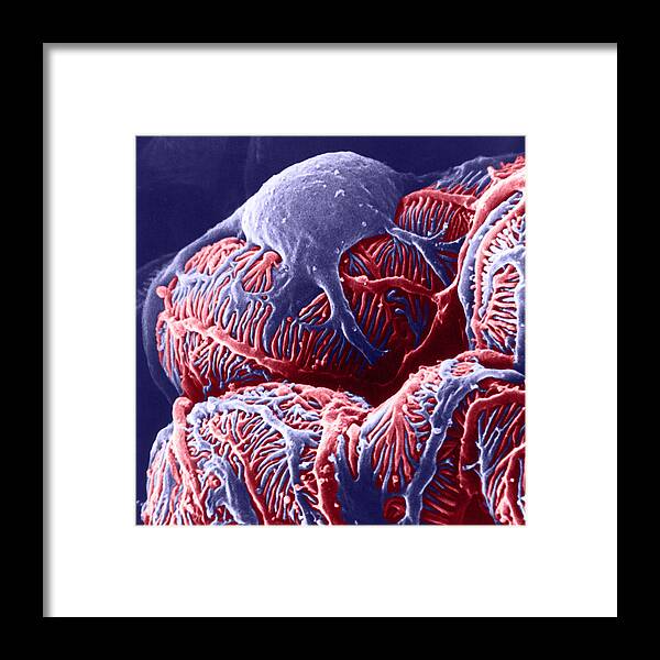 System Framed Print featuring the photograph Kidney Glomerulus, Sem by Don W Fawcett