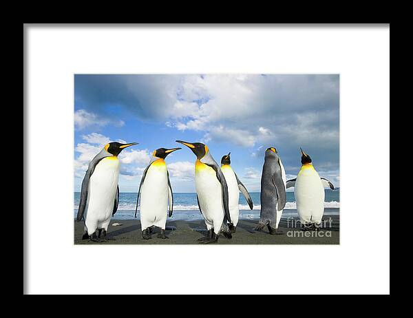 00345362 Framed Print featuring the photograph King Penguins in Gold Harbour by Yva Momatiuk John Eastcott