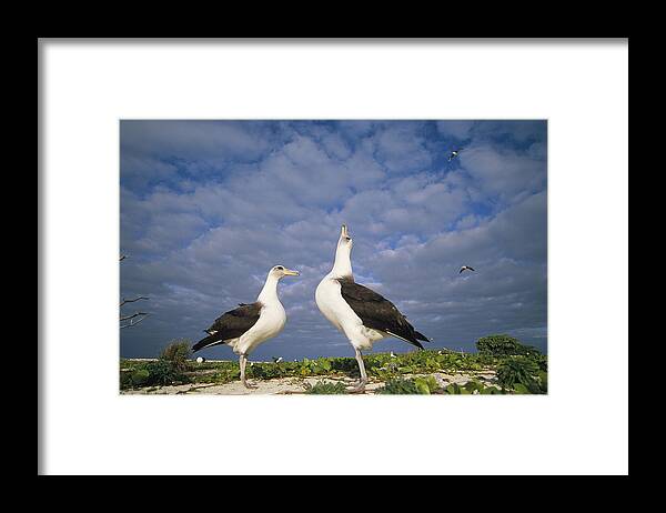 Feb0514 Framed Print featuring the photograph Laysan Albatross Courtship Dance Hawaii #2 by Tui De Roy