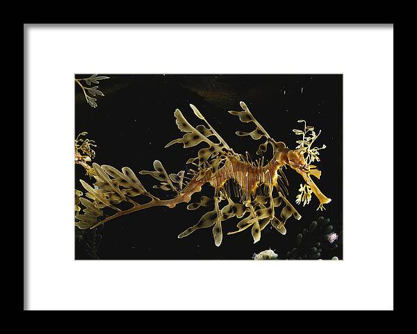 Actinopterygii Framed Print featuring the photograph Leafy Sea Dragon by Paul Zahl