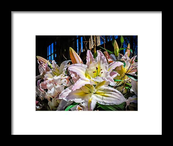 Lilies Framed Print featuring the photograph Lilies Out Of The Shadows by Len Romanick