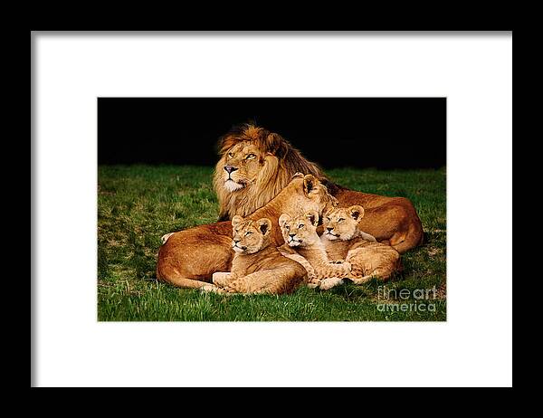 Lion Framed Print featuring the photograph Lion family lying in the grass by Nick Biemans