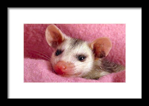 Opossum Framed Print featuring the photograph Lovey #2 by Art Dingo