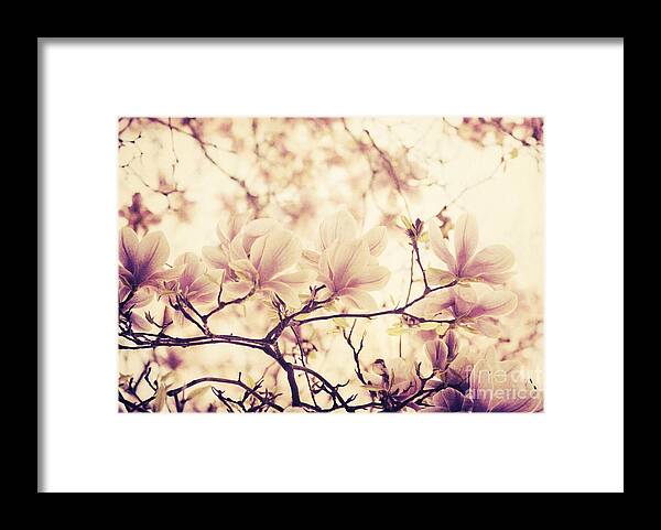 Magnolia Framed Print featuring the photograph Magnolia in Spring. Retro filter by Jelena Jovanovic