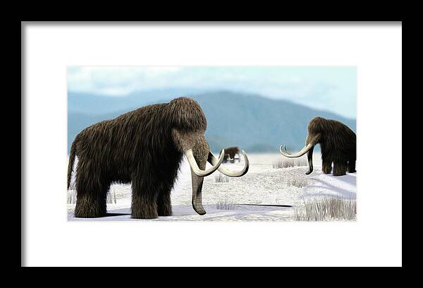 Mammuthus Framed Print featuring the photograph Mammoth #2 by Christian Darkin