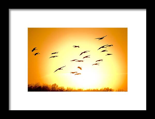 Sandhill Framed Print featuring the photograph Migration #2 by Alexey Stiop