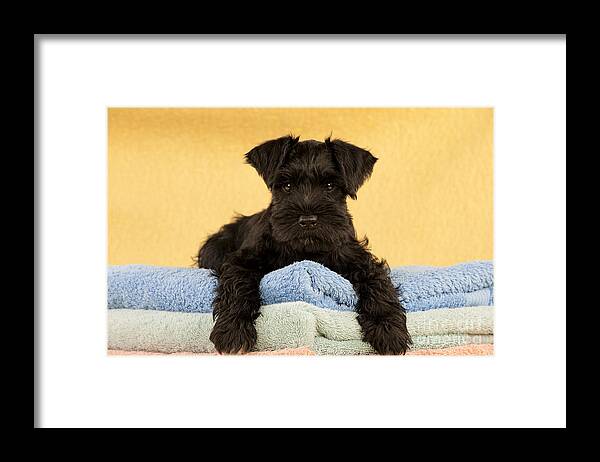 Dog Framed Print featuring the photograph Miniature Schnauzer Puppy by John Daniels