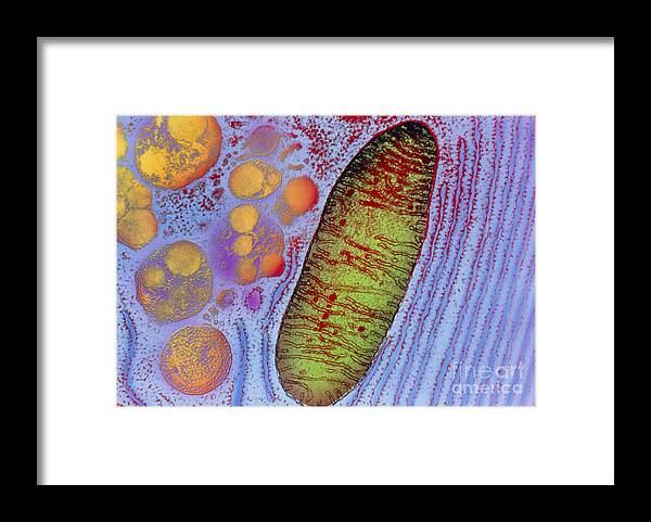 Acinar Cell Framed Print featuring the photograph Mitochondrion #2 by Keith R. Porter