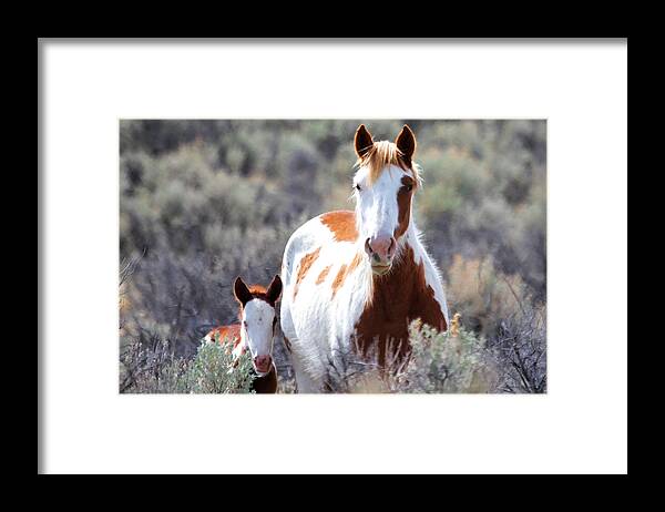 Horses Framed Print featuring the photograph Momma And Baby In The Wild #2 by Athena Mckinzie