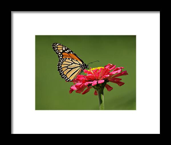 Butterfly Framed Print featuring the photograph Monarch Butterfly #2 by Sandy Keeton
