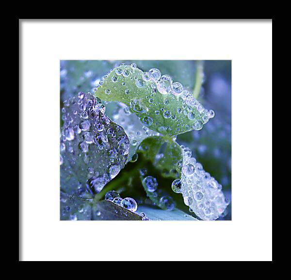 Abstract Photo Framed Print featuring the photograph Morning Dew #1 by Kume Bryant