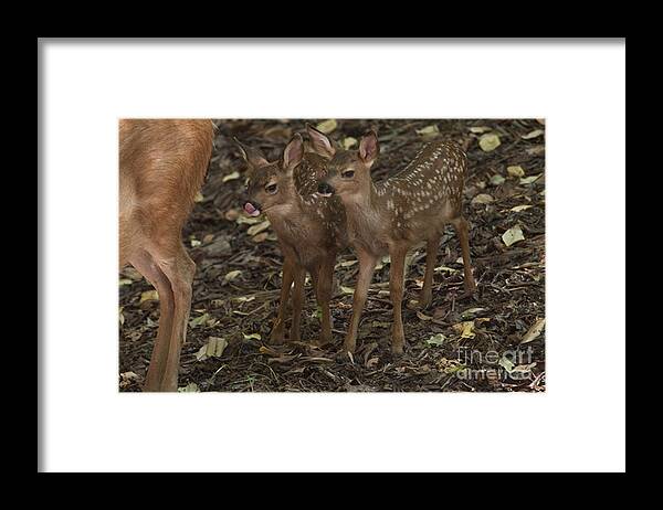 Fauna Framed Print featuring the photograph Mule Deer And Fawns #2 by Ron Sanford