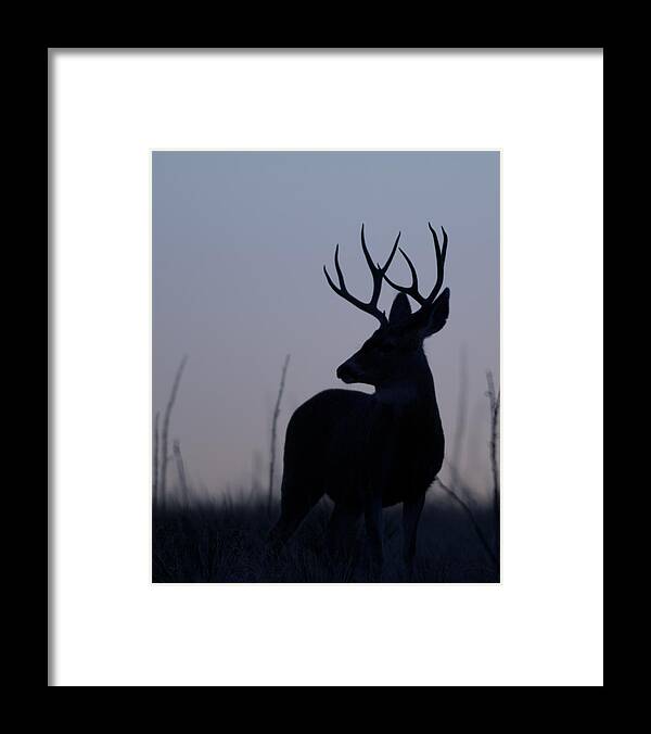 Mule Framed Print featuring the photograph Mule Deer Buck at Sunset #2 by Gary Langley