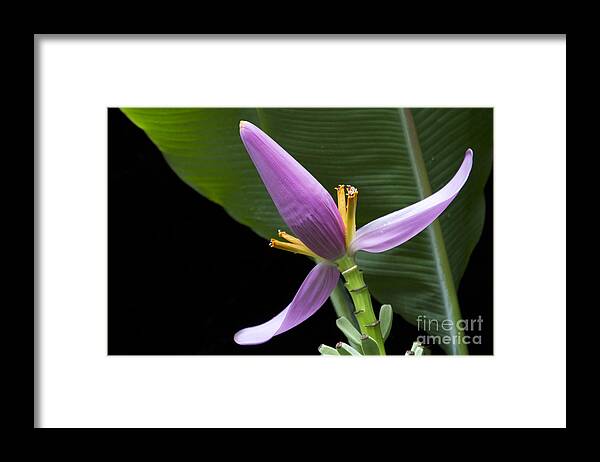 Musa Ornata Framed Print featuring the photograph Musa ornata - Pink Ornamental Banana Flower Hawaii by Sharon Mau