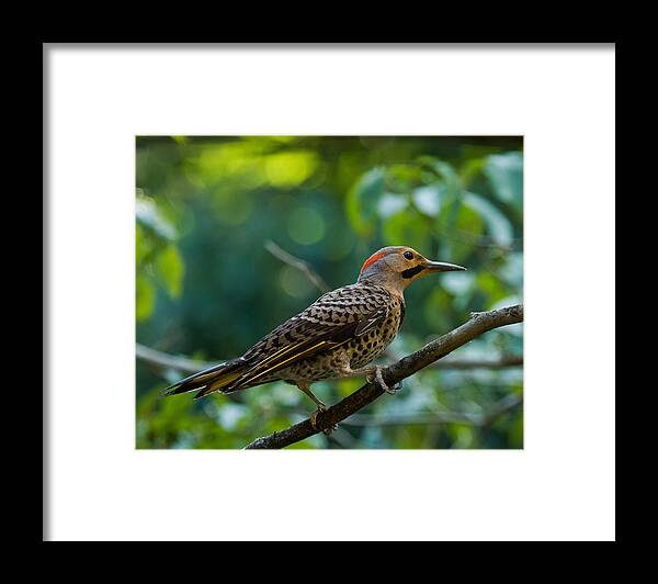 Northern Flicker Framed Print featuring the photograph Northern Flicker Woodpecker #2 by Robert L Jackson