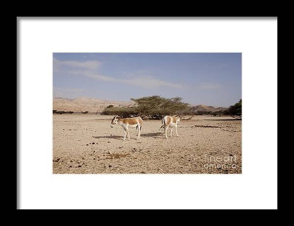 Wildlife Framed Print featuring the photograph Onager Equus hemionus #2 by Eyal Bartov