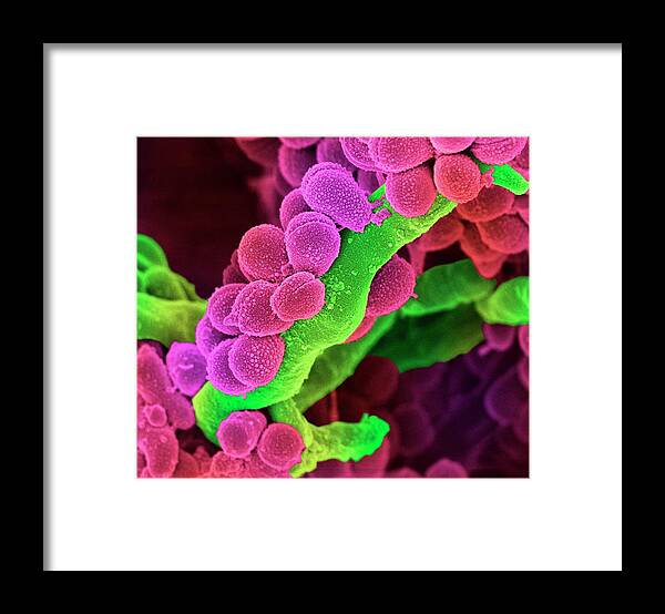 Streptococcus Framed Print featuring the photograph Oral Streptococcus Bacteria #2 by Science Photo Library